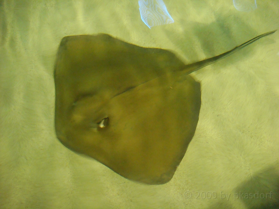 Baltimore [2009 July 02] 143.JPG - Scenes from Baltimore's Inner Harbor.